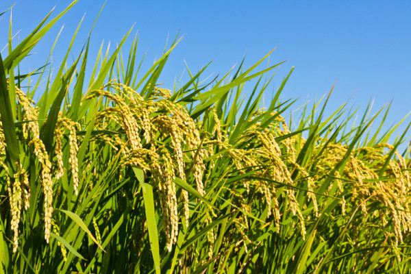 depositphotos_18363309-stock-photo-rice-and-autumn-sky