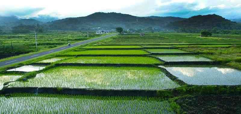 indonesia-sudah-kehilangan-lahan-sawah-650-000-ha-x7zsp9vTGC