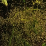 Budidaya maggot merupakan pelengkap budidaya cacing yang bersifat mutualisme