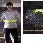 Gambar Budidaya cacing tanah ANC di atas lantai tembok di Sukabumi