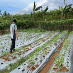 Gambar petani kooperator penerapan pupuk Organik Cair Berbasis Limbah di Desa Benteng